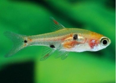 Rasbora nain - Rasboras - Comptoir du Poisson exotique