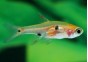 Rasbora nain - Rasboras - Comptoir du Poisson exotique