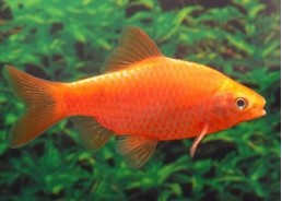 Barbus conchonius rouge - Barbus - Comptoir du Poisson exotique