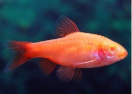 Barbus cerise albinos - Barbus - Comptoir du Poisson exotique