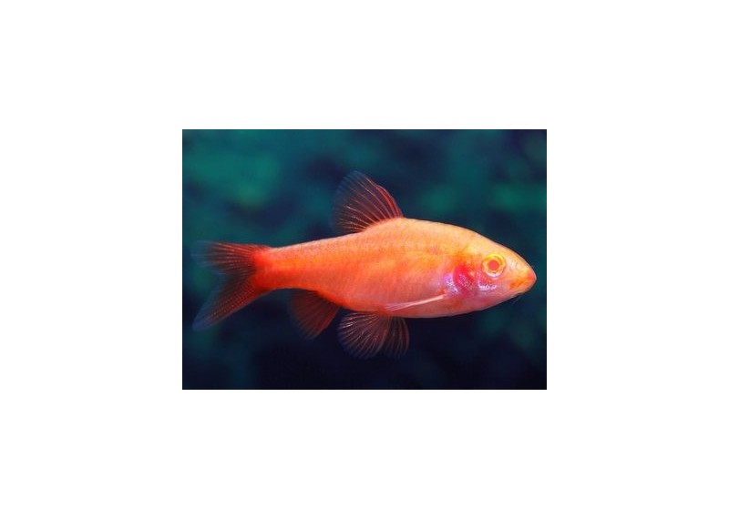Barbus cerise albinos - Barbus - Comptoir du Poisson exotique