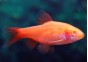 Barbus cerise albinos - Barbus - Comptoir du Poisson exotique