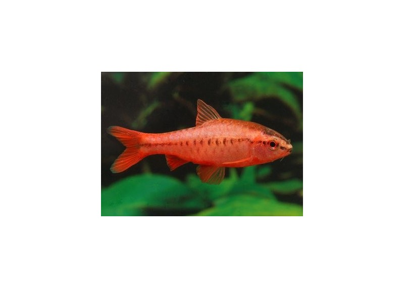 Barbus cerise - Barbus - Comptoir du Poisson exotique