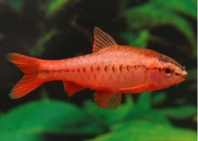 Barbus cerise - Barbus - Comptoir du Poisson exotique