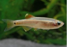 Tanichthys - Tanichthys - Comptoir du Poisson exotique