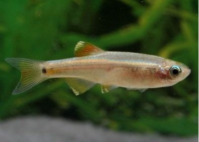 Tanichthys - Tanichthys - Comptoir du Poisson exotique