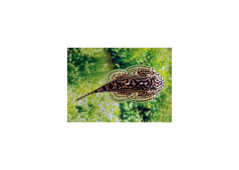 Sewellia lineolata - Autres poissons de fond - Comptoir du Poisson exotique