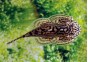Sewellia lineolata - Autres poissons de fond - Comptoir du Poisson exotique