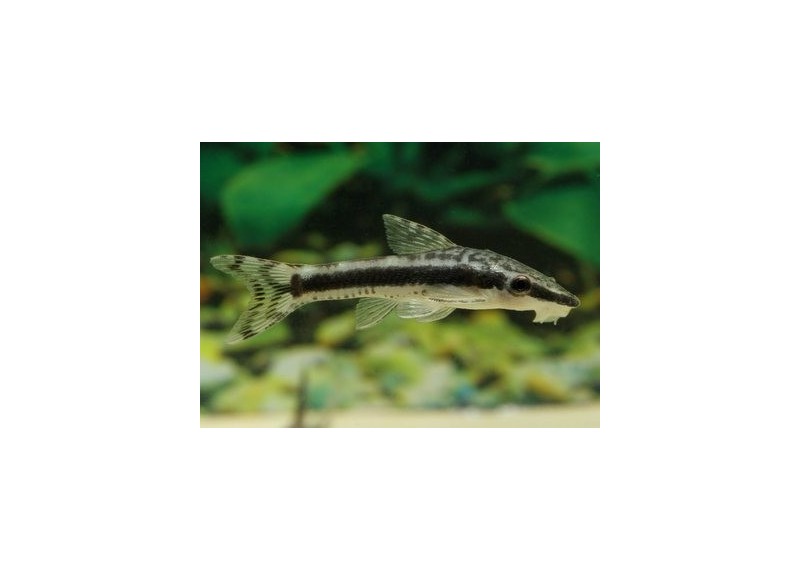 Otocinclus vittatus - Autres poissons de fond - Comptoir du Poisson exotique