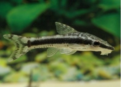 Otocinclus vittatus - Autres poissons de fond - Comptoir du Poisson exotique