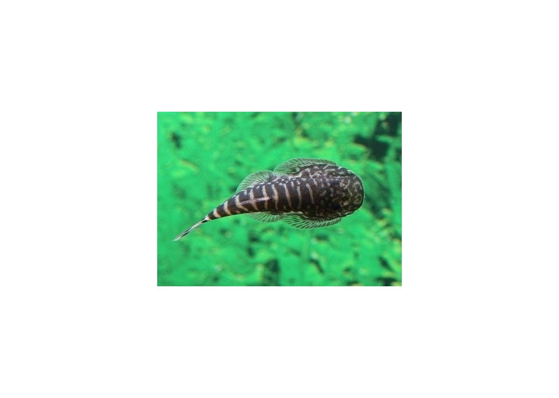Gastromyzon punctulatus - Autres poissons de fond - Comptoir du Poisson exotique