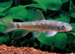 Garra rufa - Autres poissons de fond - Comptoir du Poisson exotique
