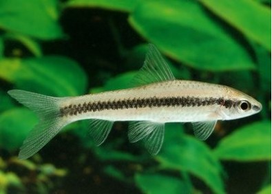 Epalzeo siamensis - Labéo / epalzeo - Comptoir du Poisson exotique