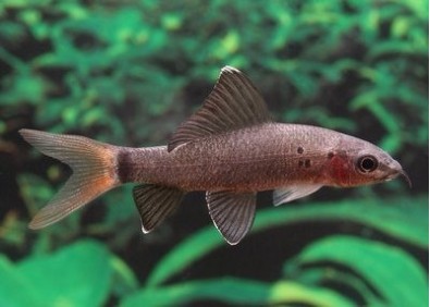 Epalzeorhynchus bicolor - Labéo / epalzeo - Comptoir du Poisson exotique