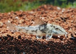 Corydoras barbatus - Corydoras - Comptoir du Poisson exotique