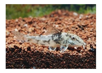 Corydoras barbatus - Corydoras - Comptoir du Poisson exotique