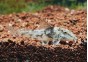 Corydoras barbatus - Corydoras - Comptoir du Poisson exotique