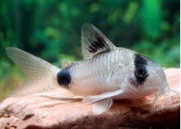 Corydoras panda - Corydoras - Comptoir du Poisson exotique