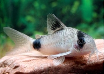 Corydoras panda - Corydoras - Comptoir du Poisson exotique