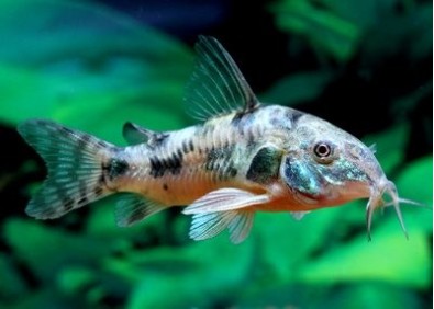 Corydoras poivre - Corydoras - Comptoir du Poisson exotique