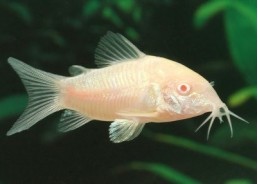 Corydoras albinos - Corydoras - Comptoir du Poisson exotique