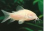 Corydoras albinos - Corydoras - Comptoir du Poisson exotique