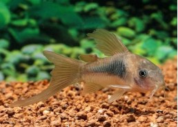 Corydoras bronze voile - Corydoras - Comptoir du Poisson exotique