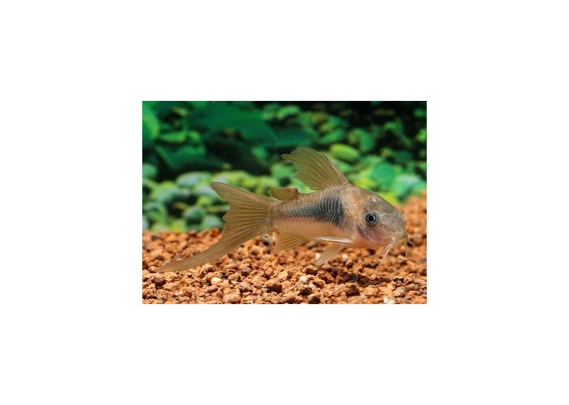 Corydoras bronze voile - Corydoras - Comptoir du Poisson exotique