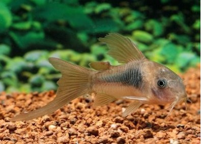 Corydoras bronze voile - Corydoras - Comptoir du Poisson exotique