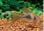 Corydoras bronze voile - Corydoras - Comptoir du Poisson exotique