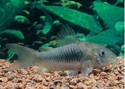 Corydoras bronze - Corydoras - Comptoir du Poisson exotique