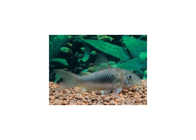 Corydoras bronze - Corydoras - Comptoir du Poisson exotique