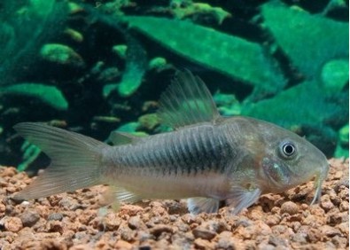 Corydoras bronze - Corydoras - Comptoir du Poisson exotique