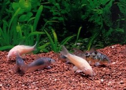 Corydoras mix (aeneus paleatus albinos) - Corydoras - Comptoir du Poisson exotique