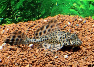 Pleco gibbiceps - Pléco - Comptoir du Poisson exotique