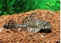 Pleco gibbiceps - Pléco - Comptoir du Poisson exotique