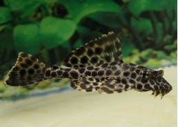 Pleco léopard - Pléco - Comptoir du Poisson exotique