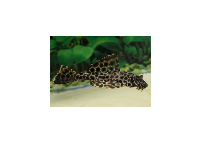 Pleco léopard - Pléco - Comptoir du Poisson exotique