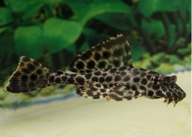 Pleco léopard - Pléco - Comptoir du Poisson exotique