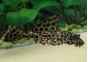 Pleco léopard - Pléco - Comptoir du Poisson exotique