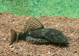 Ancistrus (mâle) - Ancistrus - Comptoir du Poisson exotique