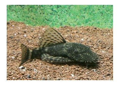 Ancistrus (mâle) - Ancistrus - Comptoir du Poisson exotique