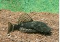 Ancistrus (mâle) - Ancistrus - Comptoir du Poisson exotique