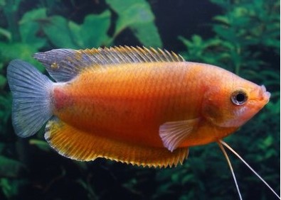 Chuna labiosa orange - Colisa - Comptoir du Poisson exotique