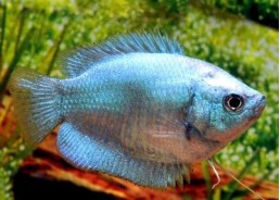 Colisa lalia cobalt (femelle) - Colisa - Comptoir du Poisson exotique