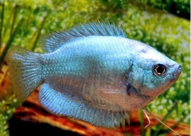 Colisa lalia cobalt (femelle) - Colisa - Comptoir du Poisson exotique