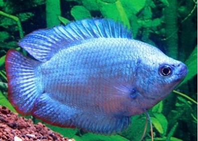 Colisa lalia cobalt (mâle) - Colisa - Comptoir du Poisson exotique