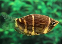 Gourami chocolat - Gouramis - Comptoir du Poisson exotique