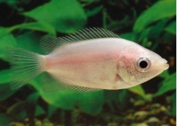 Gourami kissing - Gouramis - Comptoir du Poisson exotique