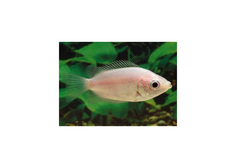 Gourami kissing - Gouramis - Comptoir du Poisson exotique